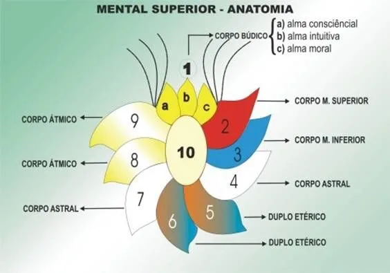 Corpo Mental Superior — 10 pétalas e Núcleo Central